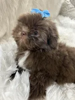 Coco, a male Shih Tzu for sale in Hesperia, CA – Photo 7 of 10