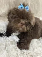 Coco, a male Shih Tzu for sale in Hesperia, CA – Photo 9 of 10