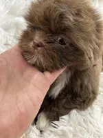 Coco, a male Shih Tzu for sale in Hesperia, CA – Photo 5 of 10