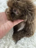 Coco, a male Shih Tzu for sale in Hesperia, CA – Photo 6 of 10