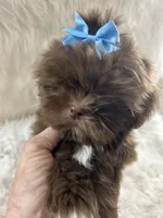 Coco, a male Shih Tzu for sale in Hesperia, CA – Photo 4 of 10