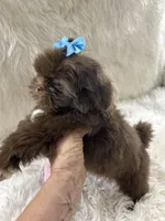 Coco, a male Shih Tzu for sale in Hesperia, CA – Photo 3 of 10