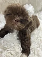 Coco, a male Shih Tzu for sale in Hesperia, CA – Photo 10 of 10