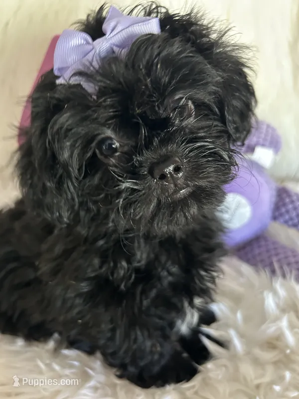 Izzy – Shih Tzu, Poodle - Toy  puppy for sale in Hesperia, CA