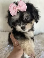 Phantom, a female Shih Tzu and Poodle - Toy  for sale in Hesperia, CA – 3 of 10