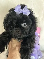 Shiloh, a female Shih Tzu and Poodle - Toy  for sale in Hesperia, CA – 6 of 10