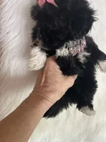Snookie, a female Shih Tzu and Poodle - Toy  for sale in Hesperia, CA – 10 of 10