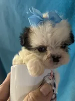 Blue, a male Shih Tzu for sale in Hesperia, CA – 10 of 10