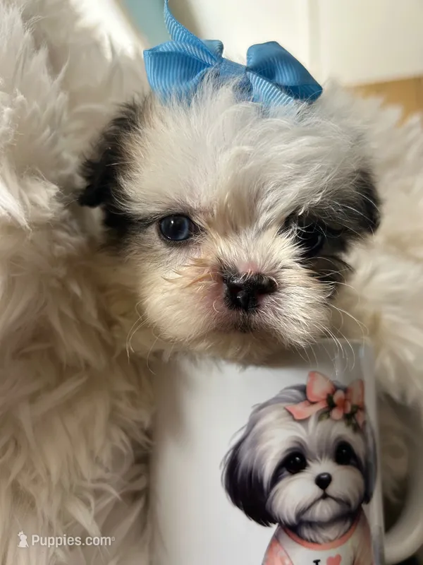Blue – Shih Tzu puppy for sale in Hesperia, CA