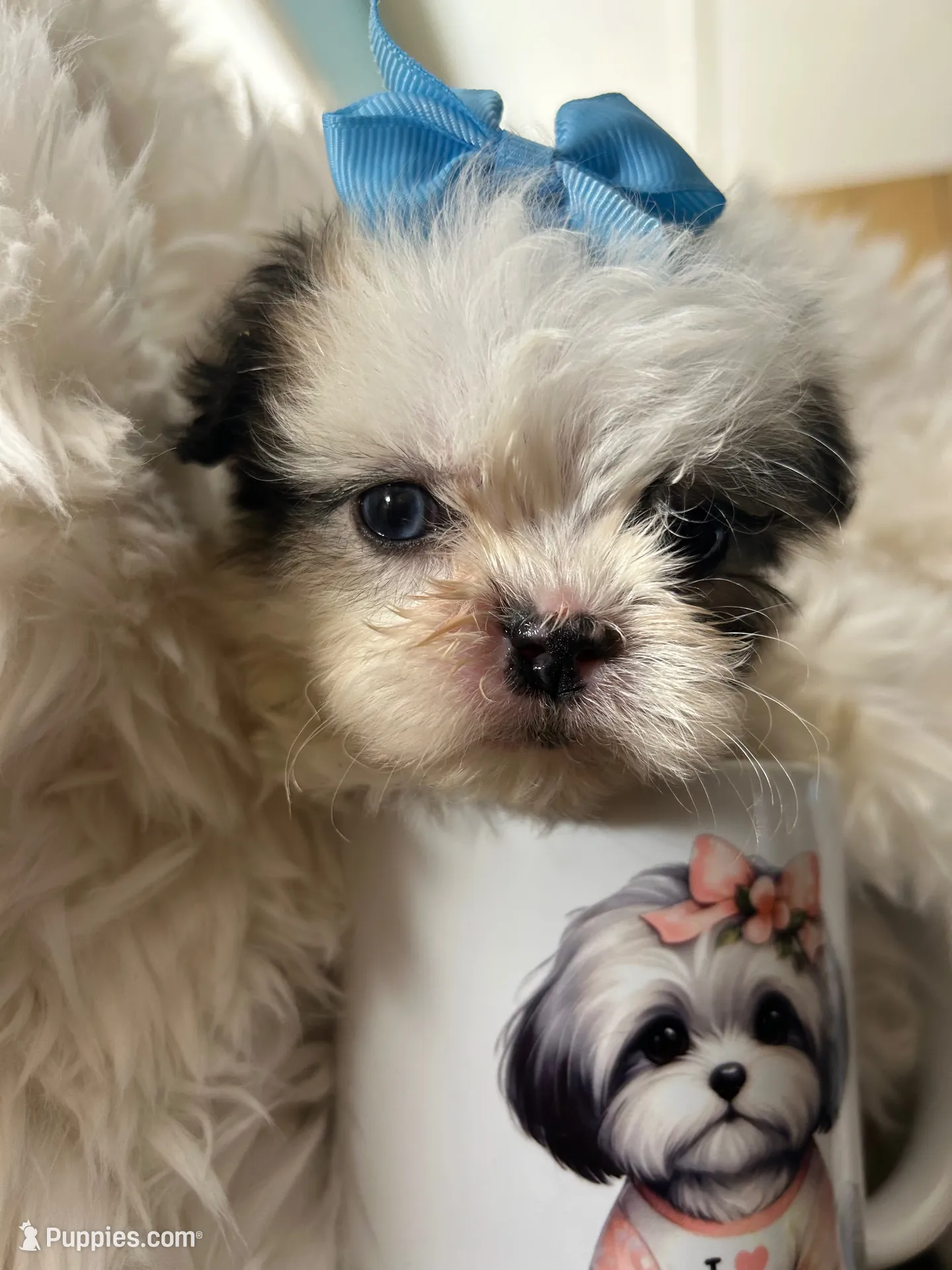 Blue, a male Shih Tzu for sale in Hesperia, CA – 1 of 10