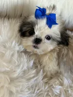 Bret, a male Shih Tzu for sale in Hesperia, CA – 7 of 10