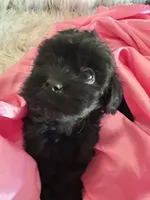 Sugar, a female Shih Tzu and Poodle - Toy  for sale in Hesperia, CA – 3 of 10