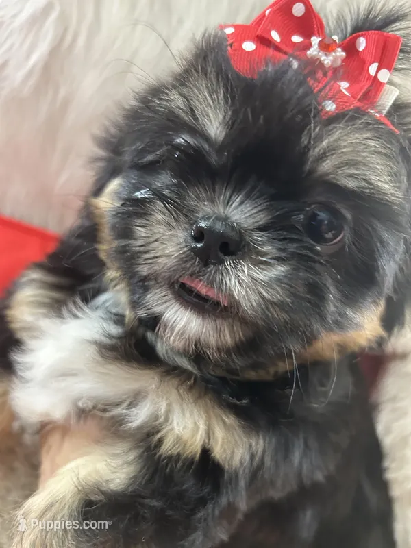 Puppy two – Shih Tzu puppy for sale in Hesperia, CA