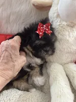 Puppy two, a female Shih Tzu for sale in Hesperia, CA – Photo 3 of 10