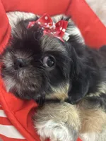 Puppy two, a female Shih Tzu for sale in Hesperia, CA – Photo 2 of 10