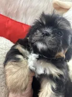 Puppy two, a female Shih Tzu for sale in Hesperia, CA – Photo 7 of 10