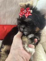 Puppy two, a female Shih Tzu for sale in Hesperia, CA – Photo 4 of 10