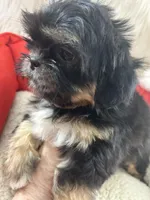 Puppy two, a female Shih Tzu for sale in Hesperia, CA – Photo 5 of 10