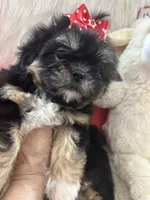 Puppy two, a female Shih Tzu for sale in Hesperia, CA – Photo 6 of 10