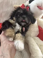 Puppy two, a female Shih Tzu for sale in Hesperia, CA – Photo 10 of 10