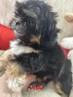 Puppy two, a female Shih Tzu for sale in Hesperia, CA – Photo 8 of 10