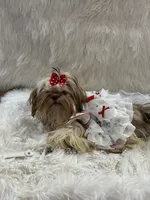 JoJo, a male Shih Tzu for sale in Hesperia, CA – Photo 9 of 10