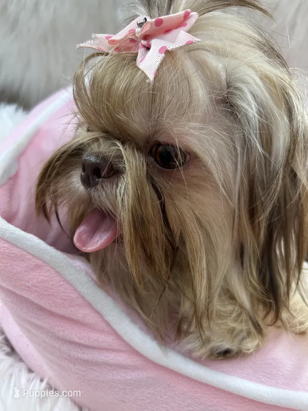 JoJo – Shih Tzu puppy for sale in Hesperia, CA