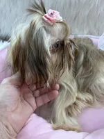 JoJo, a male Shih Tzu for sale in Hesperia, CA – Photo 7 of 10