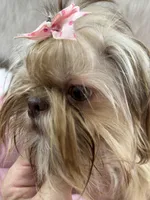 JoJo, a male Shih Tzu for sale in Hesperia, CA – Photo 8 of 10