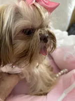 JoJo, a male Shih Tzu for sale in Hesperia, CA – Photo 4 of 10