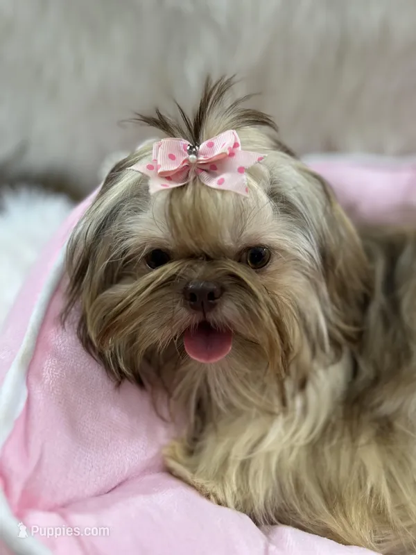 JoJo – Shih Tzu puppy for sale in Hesperia, CA