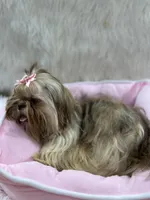 JoJo, a male Shih Tzu for sale in Hesperia, CA – Photo 2 of 10