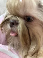 JoJo, a male Shih Tzu for sale in Hesperia, CA – Photo 3 of 10