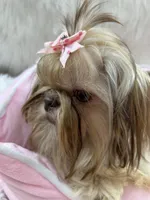 JoJo, a male Shih Tzu for sale in Hesperia, CA – Photo 5 of 10