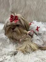 JoJo, a male Shih Tzu for sale in Hesperia, CA – Photo 10 of 10