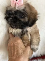 Shiba, a male Shih Tzu for sale in Hesperia, CA – 8 of 10