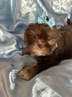 Toby, a male Shih Tzu for sale in Hesperia, CA – 8 of 10
