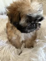 Shiba, a male Shih Tzu for sale in Hesperia, CA – 1 of 10