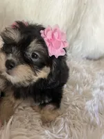 Phantom, a female Shih Tzu and Poodle - Toy  for sale in Hesperia, CA – 7 of 10