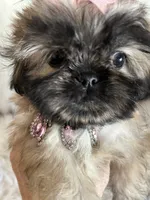 Shiba, a male Shih Tzu for sale in Hesperia, CA – 2 of 10
