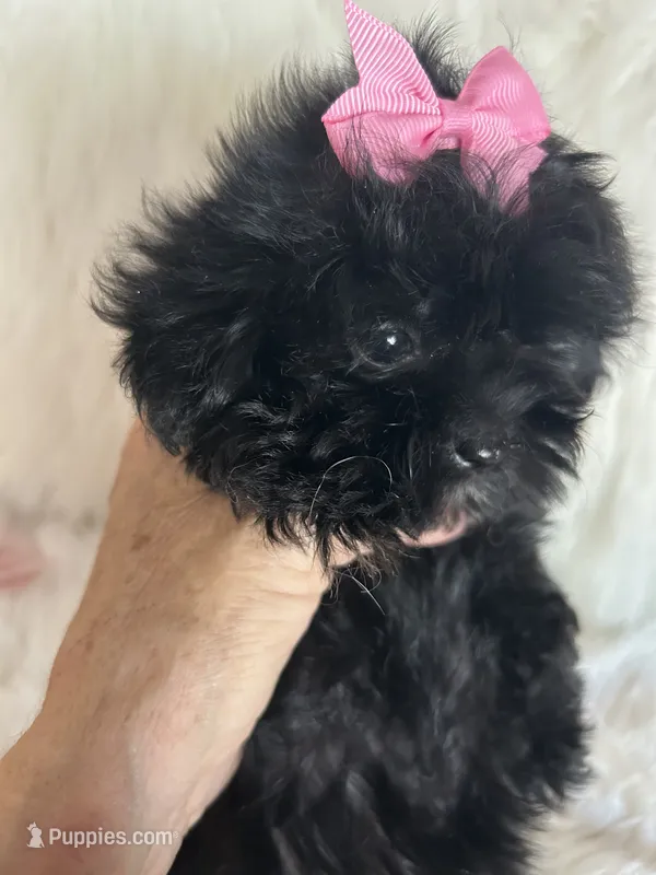 Sugar – Shih Tzu, Poodle - Toy  puppy for sale in Hesperia, CA