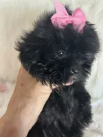 Sugar, a female Shih Tzu and Poodle - Toy  for sale in Hesperia, CA – 1 of 10