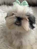 Tod, a male Shih Tzu for sale in Hesperia, CA – 7 of 10