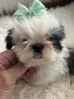 Tod, a male Shih Tzu for sale in Hesperia, CA – 6 of 10