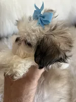 Bret, a male Shih Tzu for sale in Hesperia, CA – 2 of 10