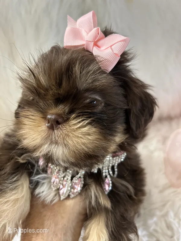 Snookie – Shih Tzu puppy for sale in Hesperia, CA