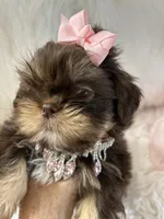 Snookie, a female Shih Tzu for sale in Hesperia, CA – 1 of 10