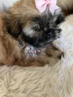 Shiba, a male Shih Tzu for sale in Hesperia, CA – 10 of 10