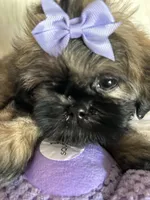 Shy, a female Shih Tzu for sale in Hesperia, CA – 3 of 10