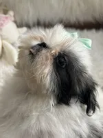 Tod, a male Shih Tzu for sale in Hesperia, CA – 2 of 10
